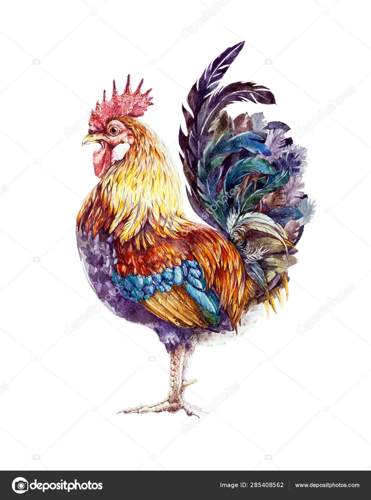 Watercolor rooster illustration. Beautiful vibrant colored domestic bird in  a nice pose. Isolated on white background — Stock Photo © anitapol  #285408562