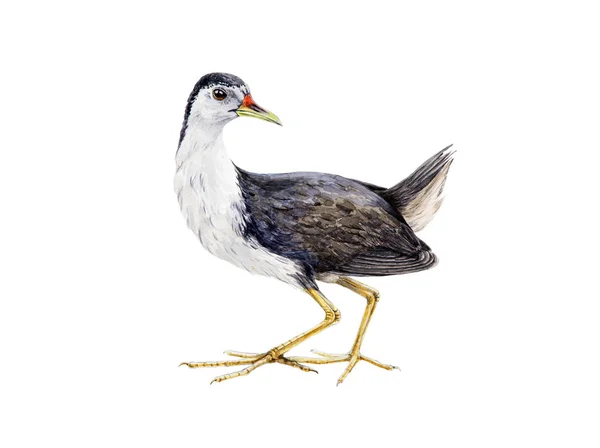 Ilustração aquarela de um pássaro (crake preto e branco). Galinha aquática, um pássaro tropical, isolado sobre fundo branco . — Fotografia de Stock