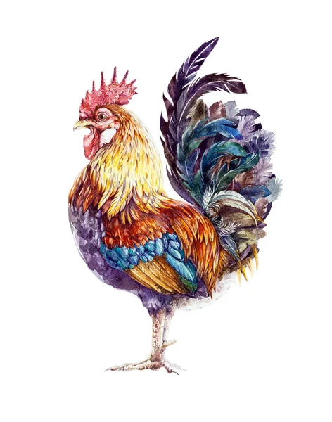 Ilustración gallo acuarela. Hermoso pájaro doméstico de colores vibrantes en una buena pose. Aislado sobre fondo blanco — Foto de Stock