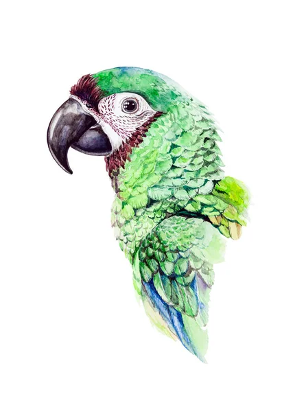 Ilustração aquarela de um belo papagaio exótico. Retrato de pássaro tropical verde da selva isolado em um fundo branco . — Fotografia de Stock