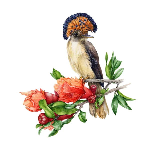 Ilustração aquarela de um flycatcher paraíso amazônico sentado no ramo da romã. Pintado à mão belo pássaro cercado por flores e folha de Punica. Isolado sobre fundo branco — Fotografia de Stock