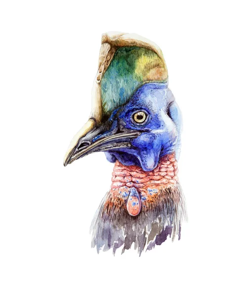 水彩画のカッソワリー肖像画イラスト。手描きのオーストラリアの野生動物の鳥、白い背景に隔離. — ストック写真