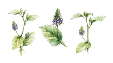 Psorialea corylifolia, çiçekler ve yaprakları suluboya illüstrasyon seti. El çizilmiş doğal heathy Bakuchiol otlar-doğal retinol