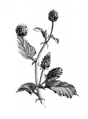 Psoralea corylifolia ot, çiçekler ve yaprakları siyah mürekkep botanik Illustration. Doğal heathy Bakuchiol otlar-doğal Retinol el çizilmiş grafikler