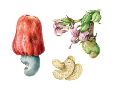 Kaju, soyulmuş fındık ve şube üzerinde boyalı çiçekler ile soyulmamış suluboya illüstrasyon seti. Beyaz arka planda izole Anacardium occidentale el çizilmiş Illustration