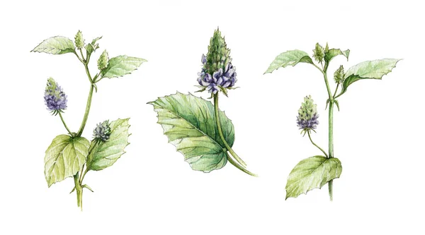 Aquarell Illustrationen Set von Psoralea corylifolia, Blumen und Blättern. handgezogene natürliche Heidekrautbakuchiol-Kräuter - natürliches Retinol — Stockfoto