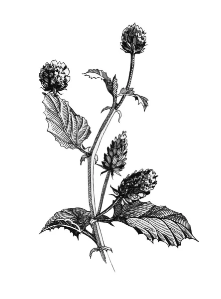 黑色墨水植物插图的诗草,花和叶子。手工绘制的天然热巴库丘尔草本 - 天然视黄醇 — 图库照片
