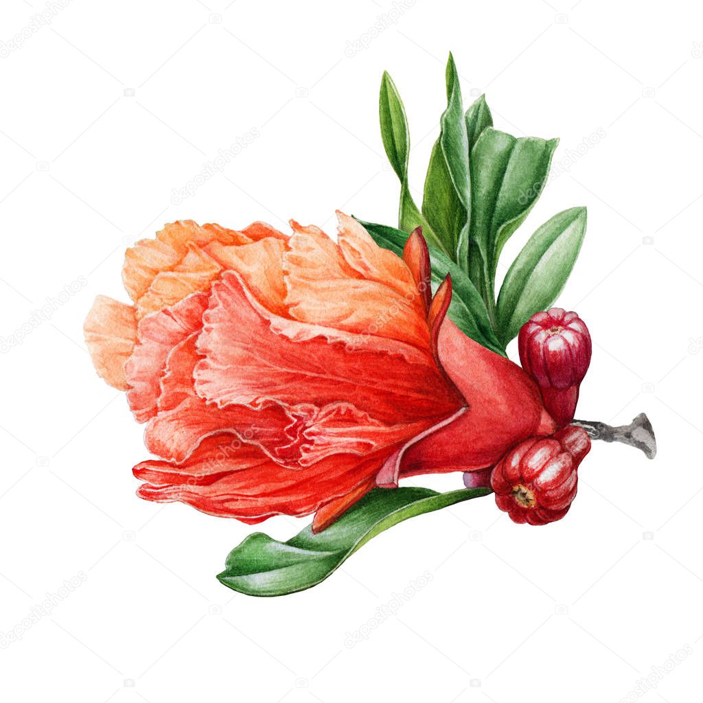 Watercolor illustration of a pomegranate natural flower with leaves and small blossoms. Punica botanical hand drawn picture of organic blossom surrounded by leaf. 