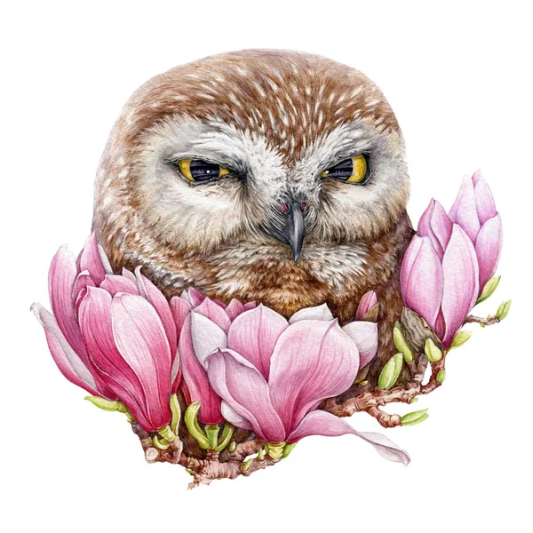 Watercolor owl in pink magnolia flowers illustration. Hand drawn wild bird, surrounded by spring blossoms on the tree. Isolated on white background — Stock Photo, Image