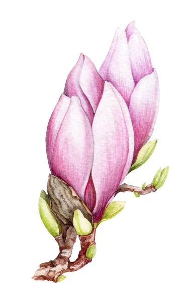 Akvarell rózsaszín magnólia virág Zöld rügyek. Kézzel rajzolt tavaszi virágokat. Elszigetelt fehér alapon. — Stock Fotó