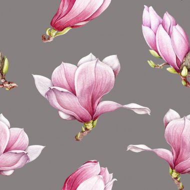 Suluboya pembe manolya açma dikişsiz desen. Gri bir arka plan üzerinde güzel el çizilmiş ihale bahar çiçekleri.