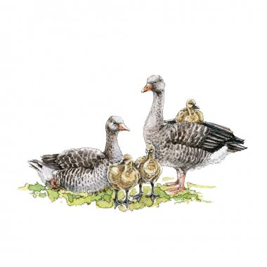 Kuşların suluboya illüstrasyon. Bebekleri olan kaz bir aile. Goslings ile yeşil bir çim üzerinde el çizilmiş kaz. Beyaz arka planda yalıtılmış.