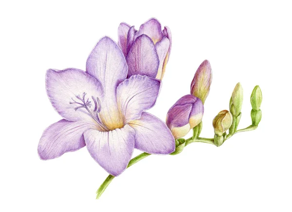 Akvarell illusztráció lila friss Freesia. Kézzel festett levendula botanikai virág Zöld rügyek a teljes virágzás. Elszigetelt fehér alapon — Stock Fotó