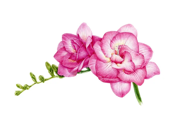 Ilustração aquarela de freesia rosa. Flor botânica pintada à mão com botões verdes em plena floração. Isolado sobre fundo branco — Fotografia de Stock