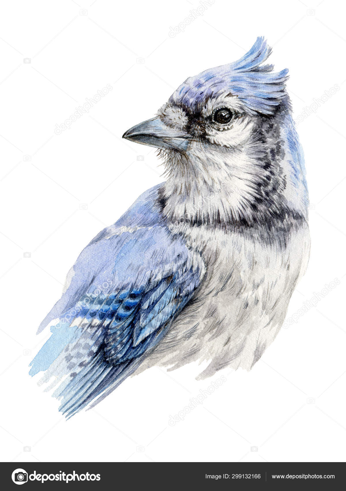 Flying Blue Jay