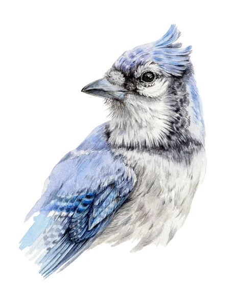Ilustração aquarela de um pássaro gaio azul. Pintura à mão Cyanocitta cristata selvagem. Isolado sobre fundo branco — Fotografia de Stock