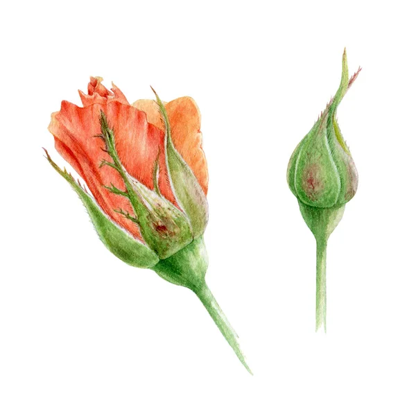 Conjunto de ilustrações aquarela de botões de rosa laranja. Flores botânicas pintadas à mão com pétalas de pêssego e folhas verdes. Isolado sobre fundo branco — Fotografia de Stock