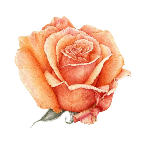 Ilustracja akwarela pomarańczowej pięknej róży. Brzoskwinia ręcznie rysowane kwiat botaniczny w pełnym rozkwicie. Izolowane na białym tle. Idealny do kart okolicznościowych, zaproszeń i dekoracji — Zdjęcie stockowe