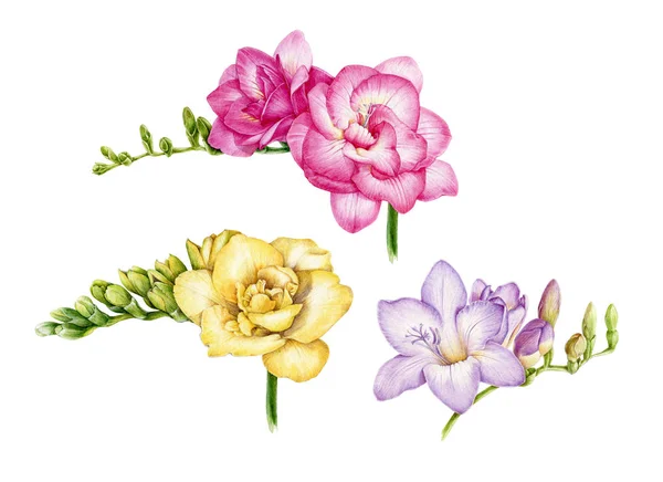 Akvarell illusztráció meg a rózsaszín, sárga és lila Freesia. Kézzel festett botanikai virágok zöld rügyek a teljes virágzás. Elszigetelt fehér alapon — Stock Fotó