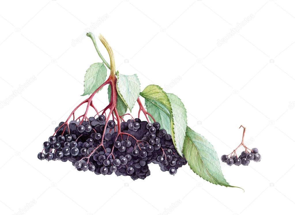 Watercolor elderberry set. Hand drawn natural healty eating organic elder. Floral seasonal sambucus illustration. Magazine, recipe book, poster, card design, menu cover. Isolated on white background