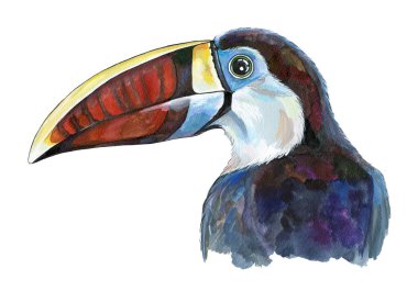 Toucan egzotik kuş suluboya illüstrasyon. El çizilmiş güzel orman Ramphastidae kuş. Beyaz arka planda yalıtılmış.
