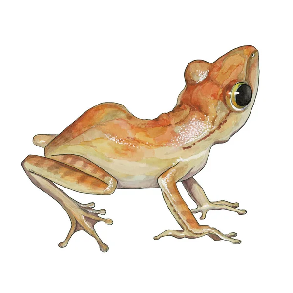 水彩橙色青蛙插图。手绘野生小森林两栖动物。在白色背景上隔离 — 图库照片