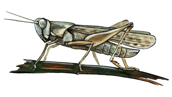バッタ水彩イラスト。木の枝の上に座って手描きの緑のクリケット。白い背景に隔離された小さな野生動物の昆虫 — ストック写真