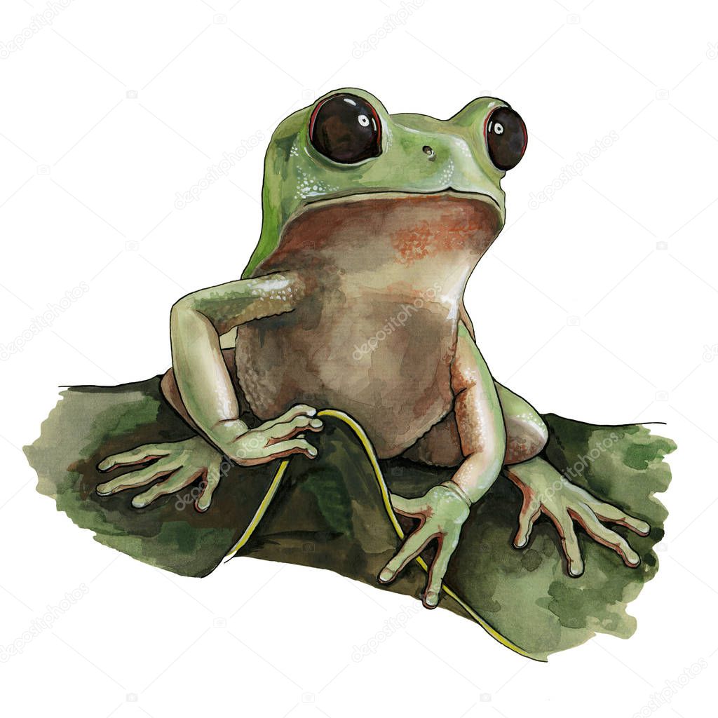 Green frog watercolor illustration. Hand drawn wild small forest amphibian sitting on a green leaf. Isolated on white background.