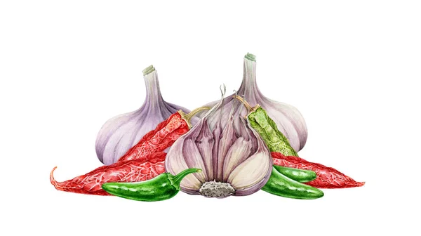 Knoblauch, Chili und Jalapeño-Pfeffer Aquarell-Illustration. Handgezeichnete realistische würzige Gemüsegruppe. Rote Chili mit grünen Jalapeño-Paprika mit Knoblauchknolle isoliert auf weißem Hintergrund — Stockfoto