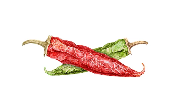 Red and green dry chili peppers watercolor illustration. Hand drawn close up spicy organic ingredients. Realistic hot chili pepper, traditional Mexican food. Red and green spice vegetables — Stock Photo, Image