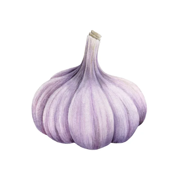 Garlic bulb close up watercolor illustration. Hand drawn raw organic spicy vegetable. Realistic tasty whole single garlic root. Healthy vegetarian nutrition. Isolated on white background — Stock Photo, Image