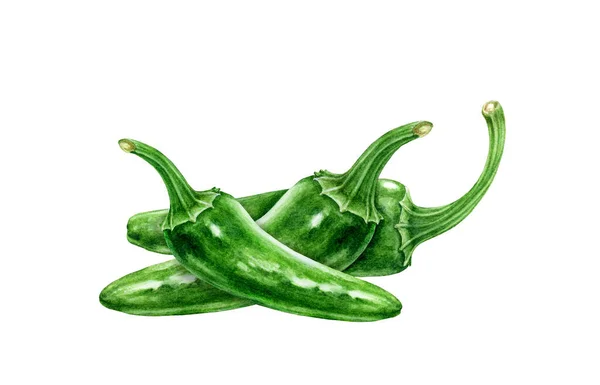 Jalapeno zelené chilli papričky skupina akvarel ilustrace. Čerstvé organické plnotučné chilli papričky. Hot pikantní zelenina capsicum annuum. Jalapeno zelená mexická tradiční zemědělská rostlina — Stock fotografie