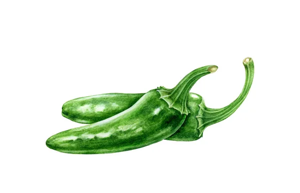 Zielona papryka chili jalapeno akwarela ilustracja. Gorące pikantne warzywo capsicum annuum. Świeże organiczne całe chili pieprz gotować składnik. Jalapeno zielony Meksykańskie tradycyjne rolnicze roślin — Zdjęcie stockowe