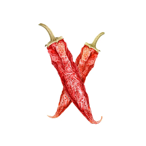 Červené suché chilli papričky akvarel ilustrace. Ručně vytáhl dvě velmi ostré organické ingredience. Realistická skupina pálivého chilli pepře, tradiční mexické jídlo. Červená kořeněná zelenina — Stock fotografie