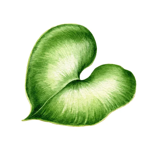Groene blad van waterlelie bovenaanzicht aquarel illustratie. Vijver of rivier fris mooi plantenelement, symbool van rust en sereniteit. Met de hand getrokken lelieblad, geïsoleerd op witte achtergrond — Stockfoto
