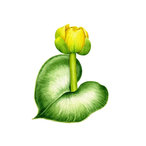 Vattenlilja med grönt löv akvarell illustration. Sjön eller floden färsk gul vacker blomma symbol för fred och lugn. Hand dras blommande vattenlilja isolerad på vit bakgrund — Stockfoto