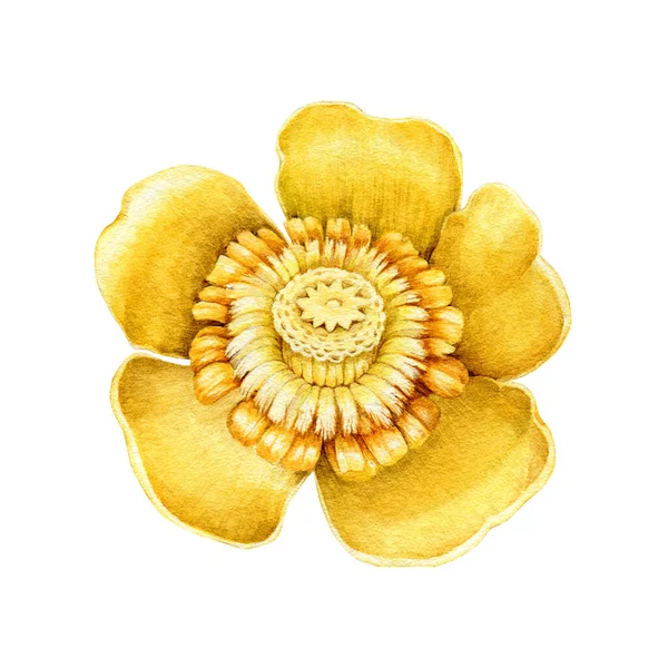 黄色の睡蓮の花の水彩イラスト。手を閉じる現実的なヌパールルテア花のイメージを描いた。白い背景に孤立した黄金の植物の花の要素 — ストック写真
