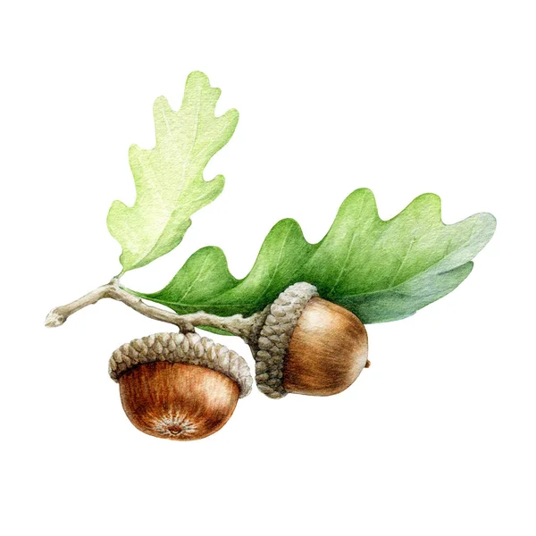 Acorn met eiken bladeren aquarel illustratie. Met de hand getekende realistische eikenboom bruine noot met groen blad. Acorn macro bos en park boom element afbeelding. Geïsoleerd op witte achtergrond — Stockfoto