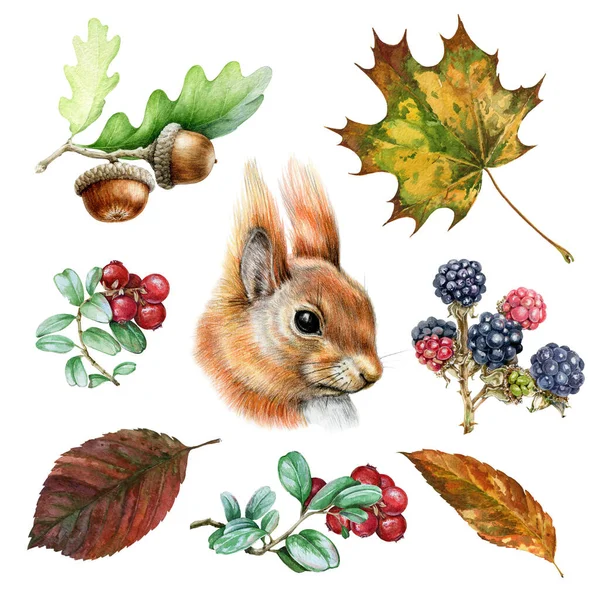 Herfst wild bos aquarel set. Met de hand getekende eekhoorn met eikel, bramen, cranberry en herfst gouden bladeren. Realistische wilde natuur element ingesteld. Grappig verzamelen van dieren en bossen — Stockfoto