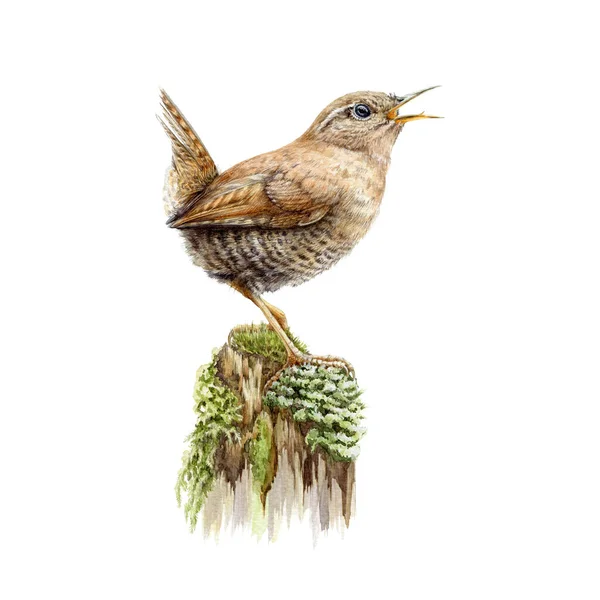 Yeşil yosun suluboya resimli Avrupa kahverengi çalıkuşu. Küçük orman kuşu çizilmiş bir ağaçta şarkı söylüyor. Avrupa şarkısı beyaz arka planda izole edilmiş komik kuyruklu vahşi kuş — Stok fotoğraf