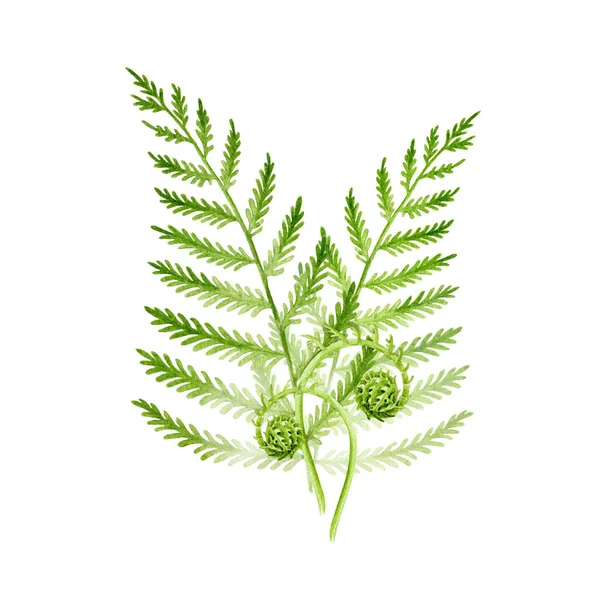 Farn-Aquarell-Illustration. Wald wild grüne natürliche Pflanze handgezeichnetes Bild. Immergrüne Stängel mit Blättern und Sprossen. Isoliert auf weißem Hintergrund — Stockfoto