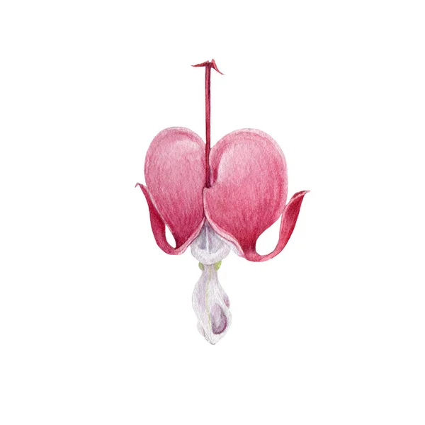 Dicentra egyetlen virág akvarell illusztráció. Kézzel rajzolt összetört szívvirág virágzó elem. Dekoráció Valentin-napra, elszigetelt fehér alapon — Stock Fotó