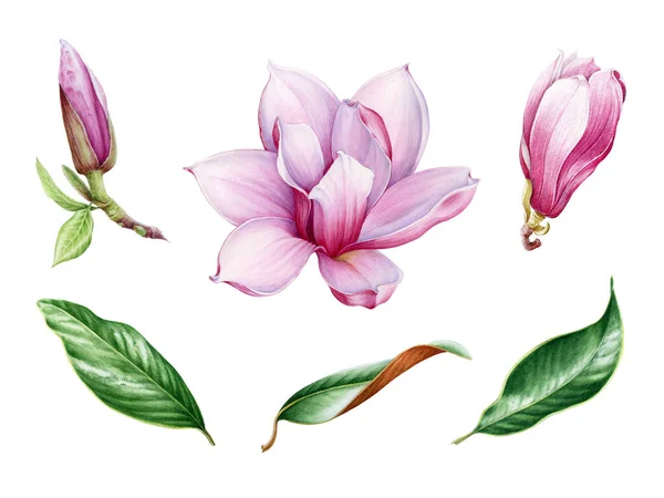 Roze magnolia bloem en blad aquarel set. Hand getekend close-up collectie van de lente bloesem en bladeren. Magnolia boom illustratie elementen geïsoleerd op witte achtergrond — Stockfoto