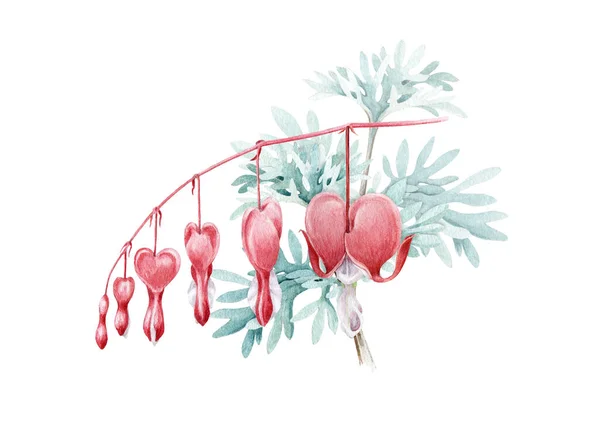 Dicentra bloemen met bladeren aquarel illustratie. Met de hand getrokken gebroken hartbloem met knoppen. Bloeden hart bloesem decoratie voor Valentijnsdag, geïsoleerd op witte achtergrond. — Stockfoto