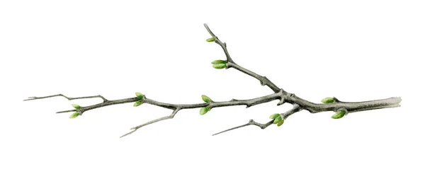 Ilustracja akwarela gałęzi drzewa. Zamknij ogród lub element lasu z zielonych pąków. Młoda wiosna drewniana kij z kiełków izolowanych na białym tle — Zdjęcie stockowe
