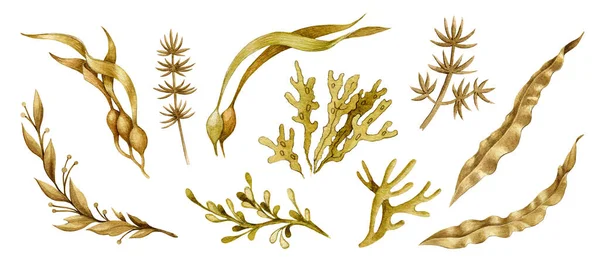 海藻手绘水彩画集.螺旋藻，层状藻，杂草元素。有机水下植物集合。健康的天然海藻植物图例。白色背景的各种海藻植物 — 图库照片