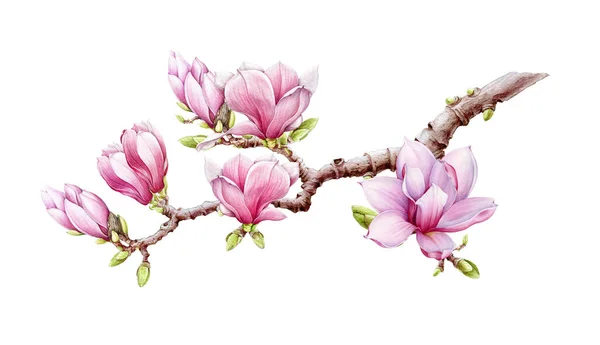 Ветка розовой магнолии с цветками акварельной иллюстрацией. Весенний пышный цветок ручной работы с зелеными бутонами на дереве. Элемент цветущего дерева магнолии изолирован на белом фоне — стоковое фото