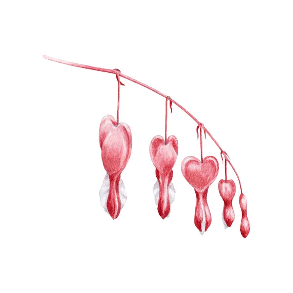 Dicentra fiori acquerello illustrazione. Fiore cuore spezzato disegnato a mano con boccioli elemento fiorente. Decorazione con fiori di cuore sanguinanti per San Valentino, isolata su sfondo bianco — Foto Stock