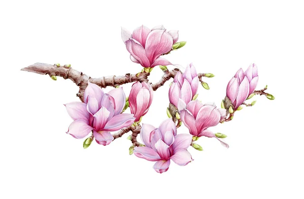 Rózsaszín magnólia nagy virág ág akvarell illusztráció. Kézzel rajzolt buja tavaszi virágzás zöld rügyekkel egy fán. Magnolia virágzó fa elem elszigetelt a fehér háttér — Stock Fotó