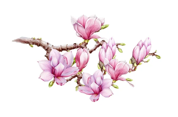 Pembe manolya büyük çiçek dalı suluboya çizimi. Ağaçta yeşil tomurcuklar olan el çizimi, bereketli bahar çiçekleri. Manolya çiçek açan ağaç ögesi beyaz arkaplanda izole edildi